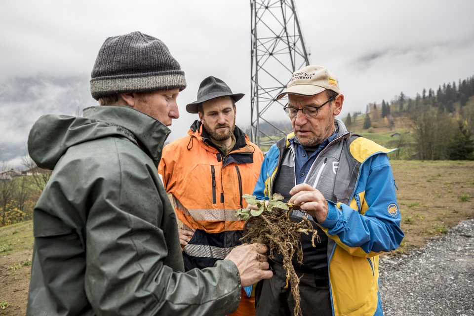 Martin Lutz checks the condition and growth strategy of the broad-leaved dock with Christian and Urs Zumbrunn from Zumbrunn Bau AG.
